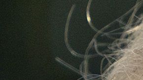 Truimp se reunirá en el Campo David con sus colaboradores.