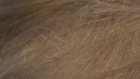 Sin embargo, Trump considera como "la mejor solución" alcanzar un acuerdo con el Congreso para financiar la construcción del muro con México.