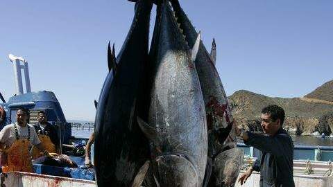 Atún rojo pescado en Baja California, México.