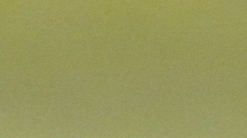 Un tlacuache se infiltró en la cancha del estadio Luis "Pirata" fuente, durante el juego entre Veracruz y Puebla