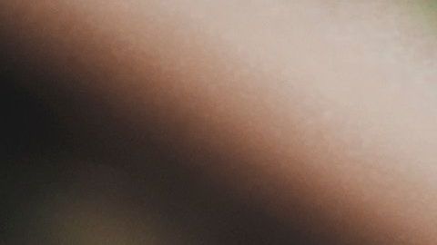 Los monos rhesus son portadores de herpes B.