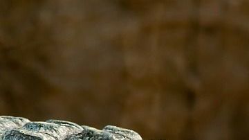 El cocodrilo emergió de las aguas durante el bautizo.