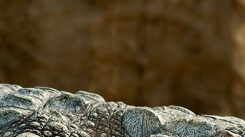 El cocodrilo emergió de las aguas durante el bautizo.