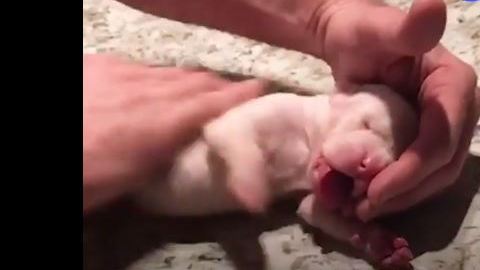 El dueño del animal hizo todo para revivirla.