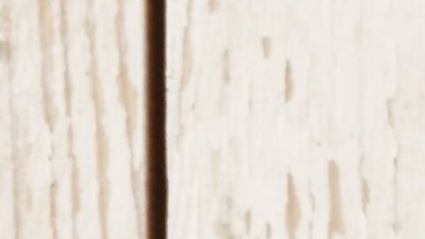 La Prímula es una de las plantas más populares para plantar en macetas e incluso para cultivarlas en el interior de la casa.