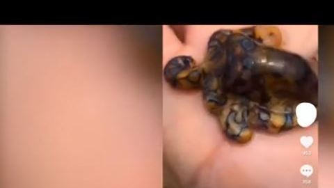 En el video se ve cómo el animal se desplaza en la mano.