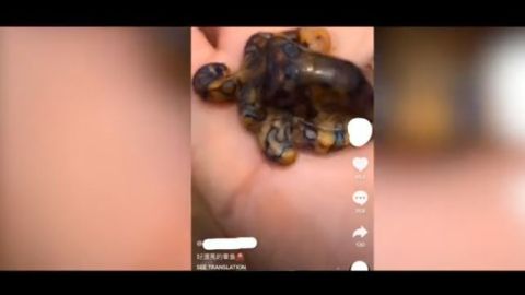 En el video se ve cómo el animal se desplaza en la mano.