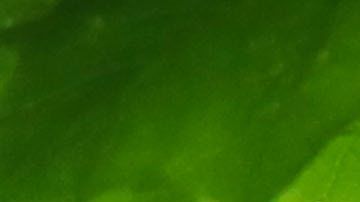 El perejil puede provocar una seria infección en el útero.