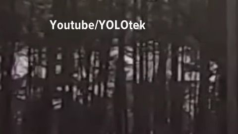 Un perro le da a la reversa de un auto y lo manda al agua.