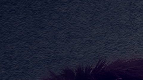 Hay una necesidad de validación social por parte de la tribu./Shutterrstock