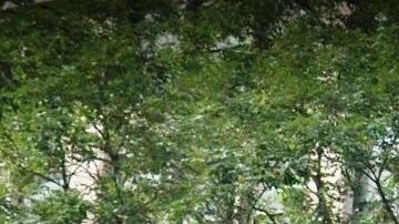 Operaba desde The Continental, rascacielos en 885 6ta Avenida