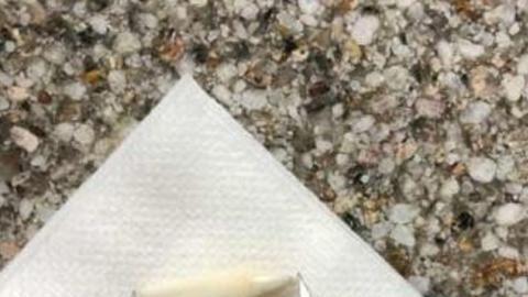 022019-big-tooth-1280x720