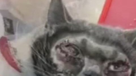 La dueña del animal quería que se viera "más bella".