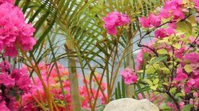 La población de Okinawa, Japón, está entre las más longevas del mundo.