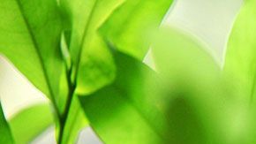 Freud quiso investigar a fondo la planta usada en Latinoamérica.