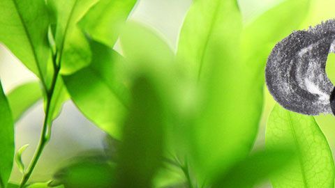 Freud quiso investigar a fondo la planta usada en Latinoamérica.