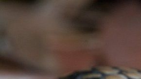 La policía se disculpó, pero defendió en parte el accionar de sus oficiales destacando que la serpiente no era venenosa