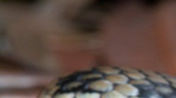 La policía se disculpó, pero defendió en parte el accionar de sus oficiales destacando que la serpiente no era venenosa