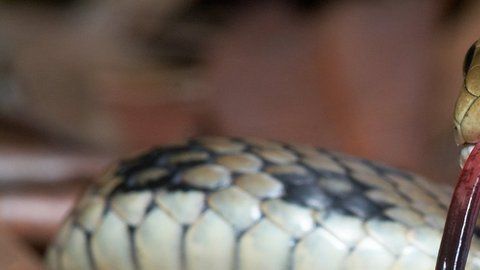 La policía se disculpó, pero defendió en parte el accionar de sus oficiales destacando que la serpiente no era venenosa