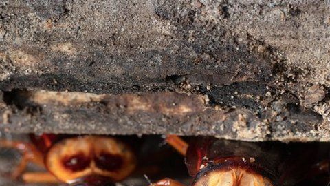 Las cucarachas y las moscas caseras pueden proliferar en los próximos años.