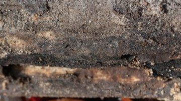 Las cucarachas y las moscas caseras pueden proliferar en los próximos años.