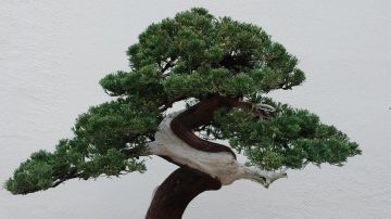 Los bonsáis pueden vivir durante siglos.