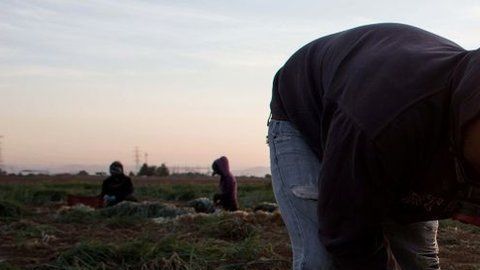 Muchas víctimas de trata de personas son destinadas a tareas agrícolas.