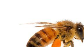 Wallace, del tamaño del pulgar de una persona adulta, es una hembra.