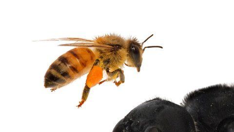 Wallace, del tamaño del pulgar de una persona adulta, es una hembra.