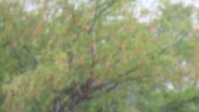 Dos de los efectivos de la Guardia Nacional Bolivariana que huyeron hacia Colombia.