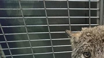 5fpo9-construction-worker-rescue-wolf-by-accident-1