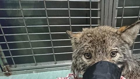 5fpo9-construction-worker-rescue-wolf-by-accident-1