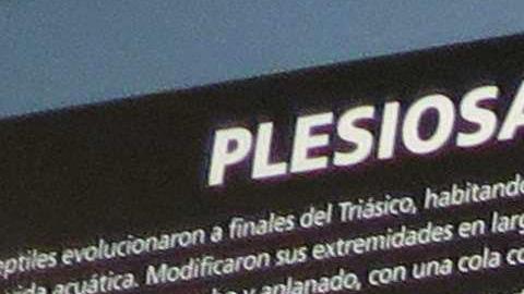 El paleontólogo Fernando Nava junto al esqueleto del plesiosaurio,