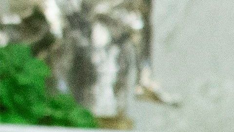 Trump en la Casa Blanca.