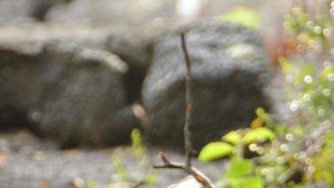 La tortuga tiene más de 100 años.