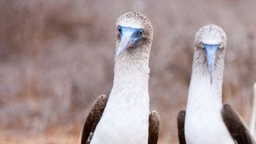 Los pájaros ayudaron a traer semillas y microorganismos a las islas.