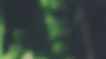 Brad Pitt está soltero.