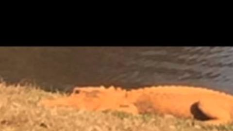 No es del todo extraño que los caimanes tengan este color.