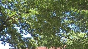 85-15 Wareham Place, Jamaica, Queens