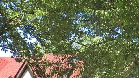 85-15 Wareham Place, Jamaica, Queens