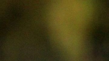 Aún no está claro qué provocó la acción del puma, un ejemplar joven, ya que son contadas las ocasiones de ataques de estos felinos a humanos.