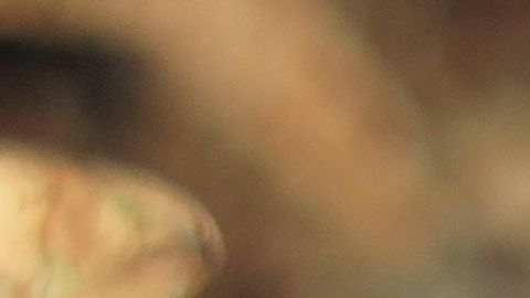 Una araña errante  cazando un lagarto.