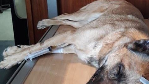Un perro resultó herido por salvar a su dueño de un ataque.