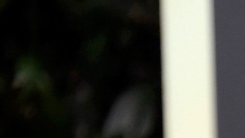 Yalitza Aparicio y Marina De Tavira