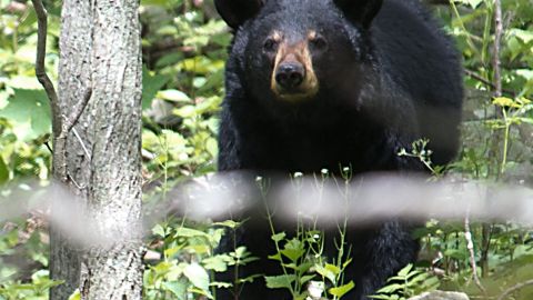 Oso negro.