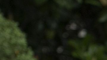 Durante su viaje al Campo David.