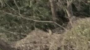 Los jugadores de la NFL también quisieron hacerse selfies con los chicos.