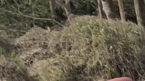 Los jugadores de la NFL también quisieron hacerse selfies con los chicos.