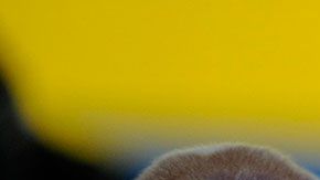 Si cuidas bien de tu perro, gastarás menos en su salud.