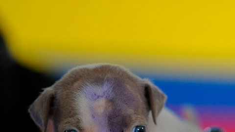 Si cuidas bien de tu perro, gastarás menos en su salud.